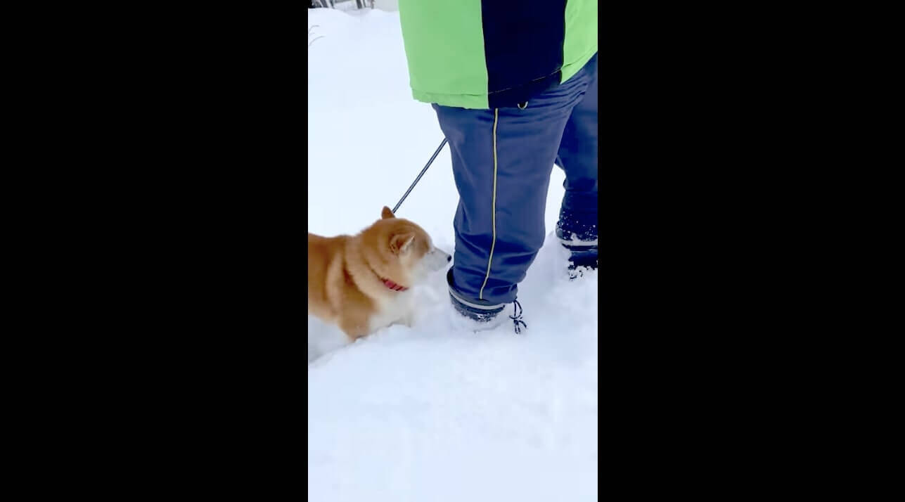 待って 雪道で転んだ飼い主を置き去りに 全速力でピューンと帰宅していく雪嫌いな柴犬 せつな 動画 21年1月14日 エキサイトニュース 2 2