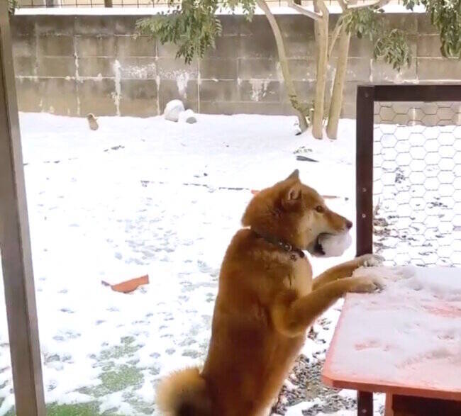 （お、おやつ…!?）初めての雪に戸惑う柴犬。あたふた動揺しちゃった姿に猛烈トゥンク…が止まらない【動画】