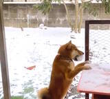 「（お、おやつ…!?）初めての雪に戸惑う柴犬。あたふた動揺しちゃった姿に猛烈トゥンク…が止まらない【動画】」の画像6