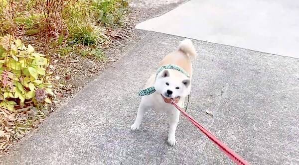 唐草模様のちゃんちゃんこを羽織る柴犬赤ちゃん 唐草が世界一似合う犬 はやっぱ彼らだと断言していいよね 動画 21年1月15日 エキサイトニュース