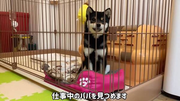 パソコンの上で構ってちゃんを決め込む柴犬赤ちゃん こんなに愛くるしいお邪魔虫がいたら 幸せしか感じない 動画 21年1月24日 エキサイトニュース