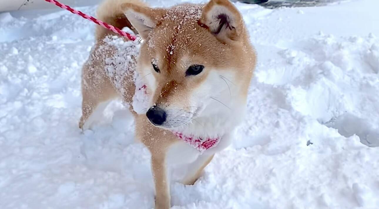 豪雪の中ついに進めなくなった柴犬がとった手段 それは 突き進む 結果 しっかり埋もれてた 動画 21年1月23日 エキサイトニュース