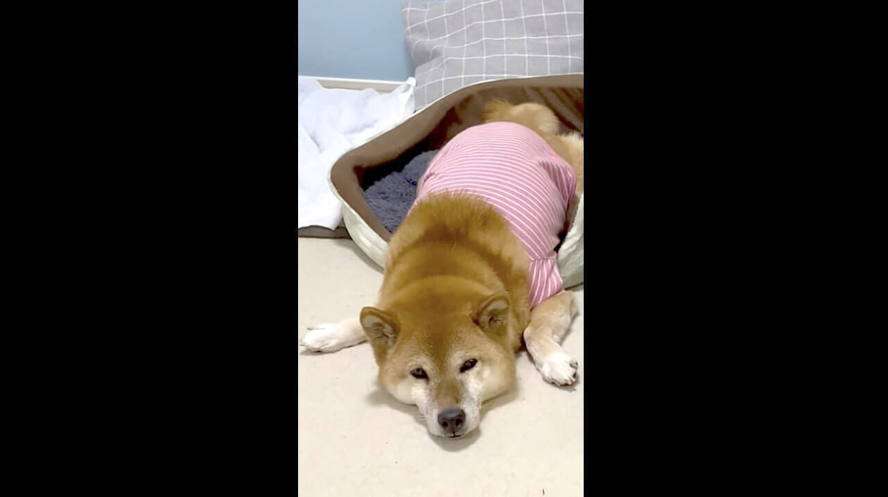 タヌキ寝入りが得意な柴犬が見せた ひとりの時の超だらしな爆睡 のんきな姿とのギャップが可愛くてやられた 動画 21年1月日 エキサイトニュース