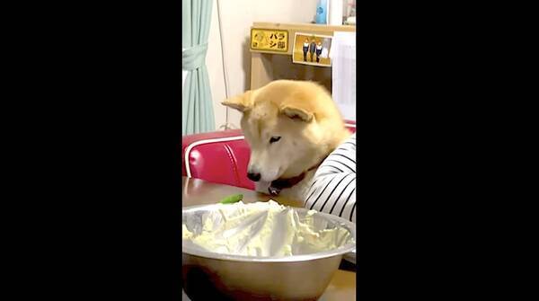 食卓の椅子に座ったら 目の前にキュウリがあった 食べるかどうか悩んだ 挙句 食べることにした柴犬 動画 21年1月22日 エキサイトニュース