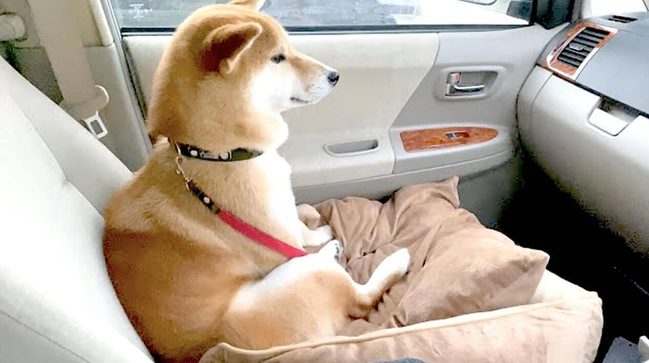 動物病院の診察を車で待機してる柴犬。仏のように穏やかな微笑みを浮かべ優雅に過ごしてた…マジか。【動画】
