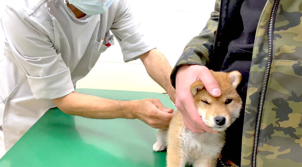 動物病院の診察を車で待機してる柴犬 仏のように穏やかな微笑みを浮かべ優雅に過ごしてた マジか 動画 21年1月24日 エキサイトニュース