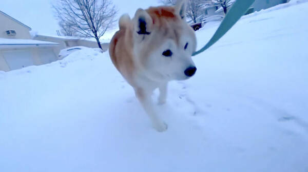 雪散歩から帰宅の柴犬がバーベキューになっちゃう近さまでヒーターに接近 遠ざけられた時の顔が渋すぎて吹いた 動画 21年1月26日 エキサイトニュース