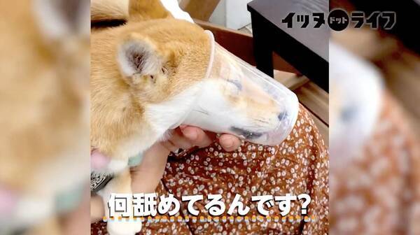 カップの底を舐めたくて顔を突っ込んだ執念の柴犬 お顔がストッキング芸の域に仕上がってた ごめん笑う 動画 21年1月29日 エキサイトニュース