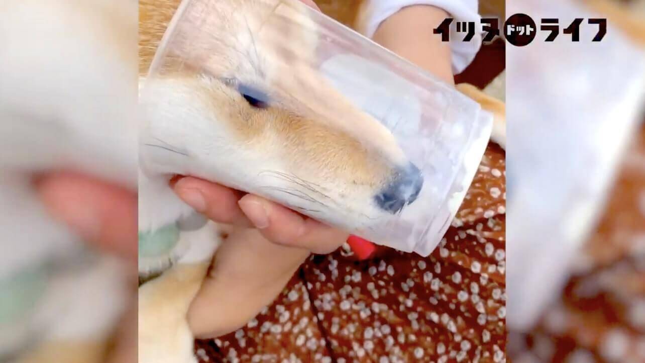 カップの底を舐めたくて顔を突っ込んだ執念の柴犬 お顔がストッキング芸の域に仕上がってた ごめん笑う 動画 21年1月29日 エキサイトニュース カップの底を舐めたくて顔を突っ込んだ執念の柴犬 お顔がストッキング芸の域に仕上がってた ごめん笑う 動画 21年1月29日 エキサイトニュース