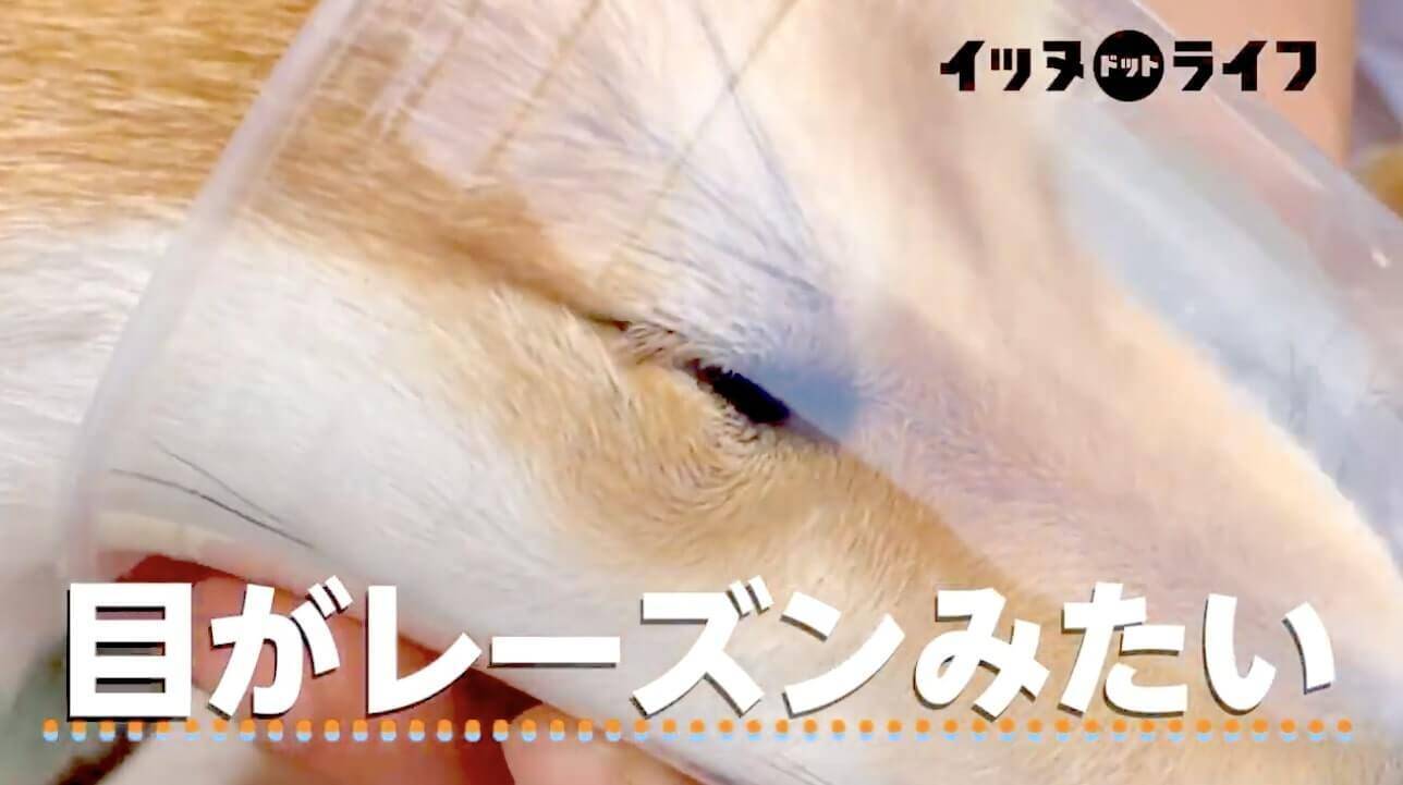 カップの底を舐めたくて顔を突っ込んだ執念の柴犬 お顔がストッキング芸の域に仕上がってた ごめん笑う 動画 21年1月29日 エキサイトニュース カップの底を舐めたくて顔を突っ込んだ執念の柴犬 お顔がストッキング芸の域に仕上がってた ごめん笑う 動画 21年1月29日 エキサイトニュース