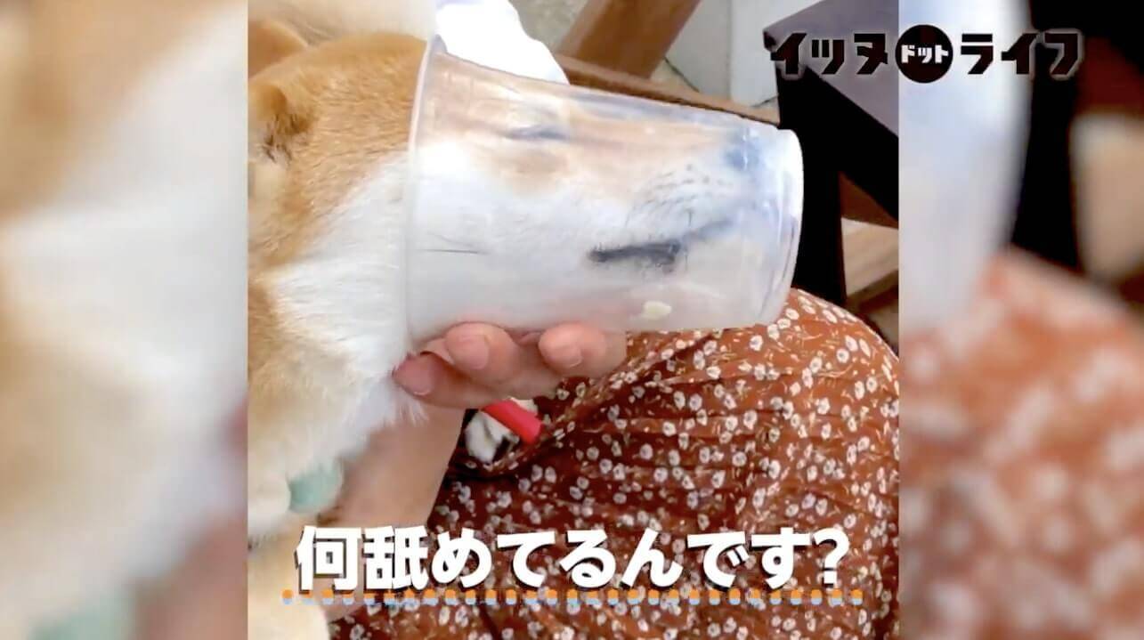 カップの底を舐めたくて顔を突っ込んだ執念の柴犬 お顔がストッキング芸の域に仕上がってた ごめん笑う 動画 21年1月29日 エキサイトニュース カップの底を舐めたくて顔を突っ込んだ執念の柴犬 お顔がストッキング芸の域に仕上がってた ごめん笑う 動画 21年1月29日 エキサイトニュース