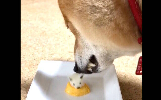 良かれと思って 懸命に用意した 我が子型ご飯 飼い主さんの心ズタボロ 殺犬事件のようにされたよ 動画 21年1月31日 エキサイトニュース