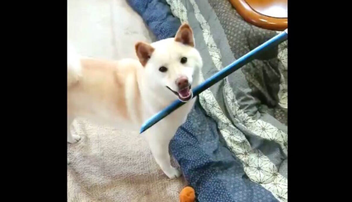 良かれと思って 懸命に用意した 我が子型ご飯 飼い主さんの心ズタボロ 殺犬事件のようにされたよ 動画 21年1月31日 エキサイトニュース