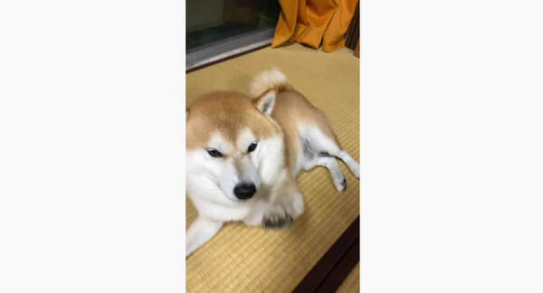 飼い主の扱いに手を焼く柴犬の皆さん いとも簡単に操る方法を動画でレクチャーしますので ご覧ください 21年2月2日 エキサイトニュース