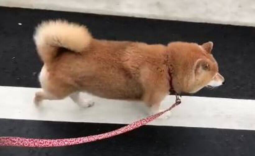 なぜか 縁石 の上じゃないと大仕事をしない 超コダワリが強い柴犬 謎だけどなんかカッコいい 動画 21年2月3日 エキサイトニュース