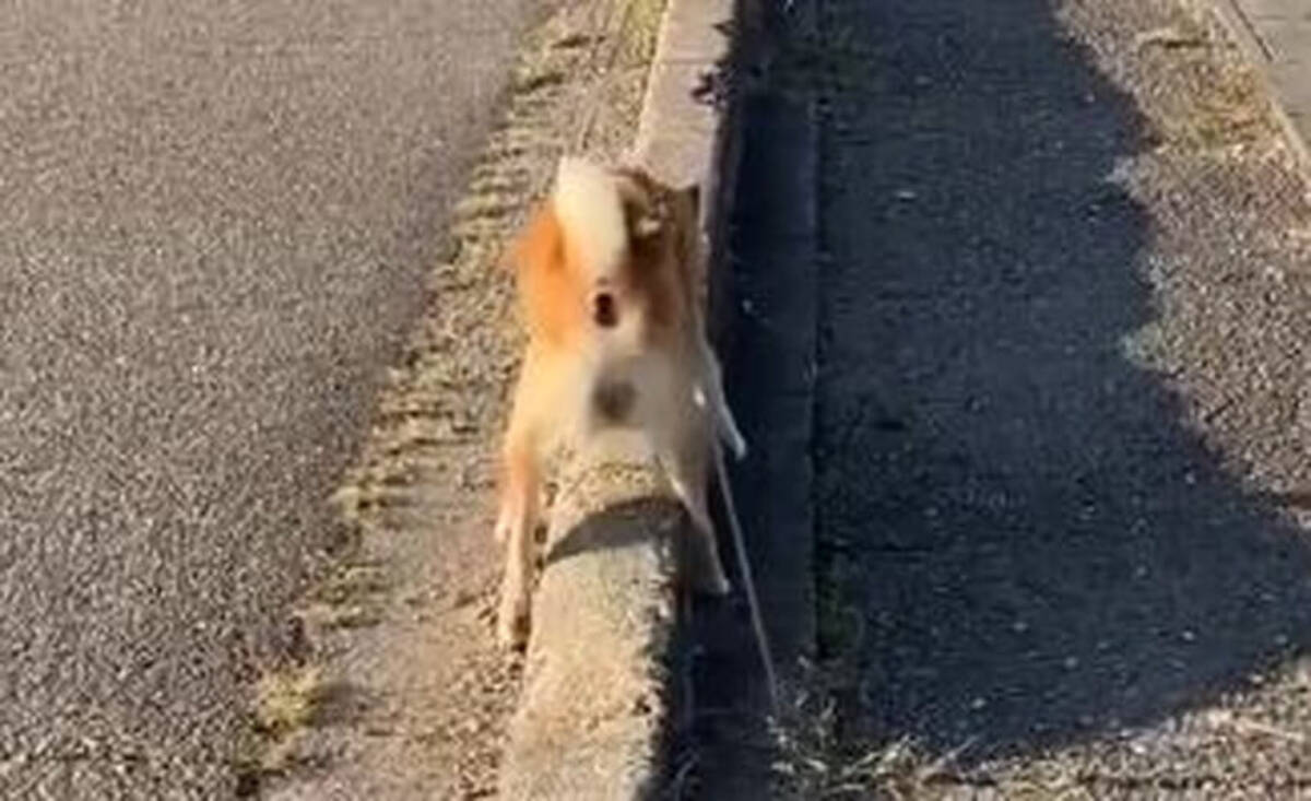 なぜか 縁石 の上じゃないと大仕事をしない 超コダワリが強い柴犬 謎だけどなんかカッコいい 動画 21年2月3日 エキサイトニュース