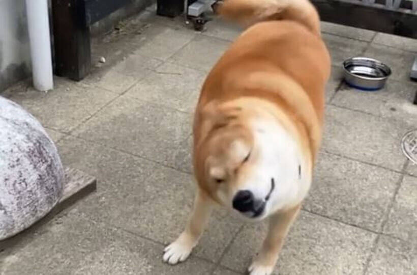 柴ドリル スローで見たことある お耳が定位置からズレまくり マニアックかもしれんがコレ最高可愛いぞ 動画 21年2月6日 エキサイトニュース 柴ドリル スローで見たことある お耳が定位置からズレまくり マニアックかもしれんがコレ最高可愛いぞ 動画 21年2月6日 エキサイトニュース