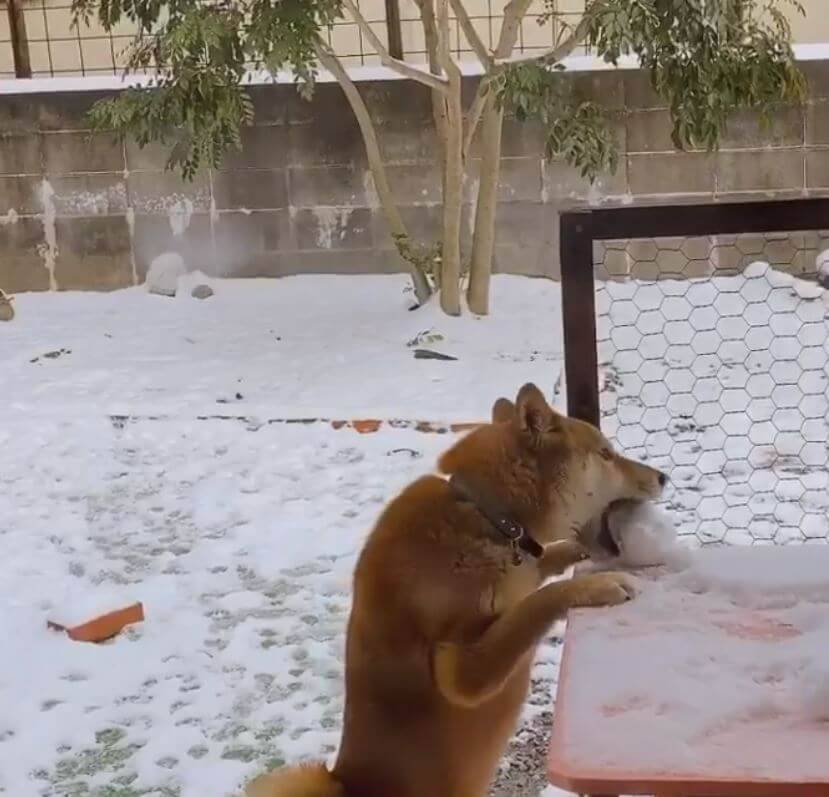 ｻｯ お宝 とばかりに見つけた雪玉を盗んで走り去る柴犬 隠してもすぐに見失っちゃう予感 動画 21年2月17日 エキサイトニュース