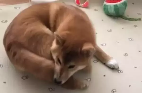 「（あぁんもぉ!!）ゴメン笑った！しっぽを追いかけ噛もうとする柴犬の表情が必死すぎてジワジワ…可愛いかよ！【動画】」の画像