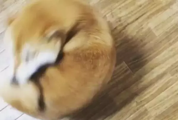 「（あぁんもぉ!!）ゴメン笑った！しっぽを追いかけ噛もうとする柴犬の表情が必死すぎてジワジワ…可愛いかよ！【動画】」の画像