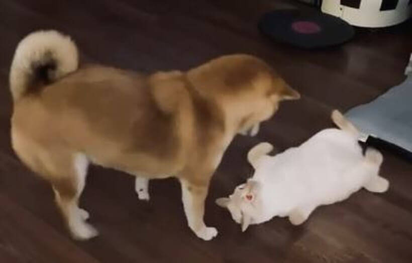ベッドで寝たい柴犬と 睨みをきかせ阻止する不動の猫氏 強行突破したら 予想を裏切らず猛烈猫パンチを喰らう 動画 21年2月10日 エキサイトニュース