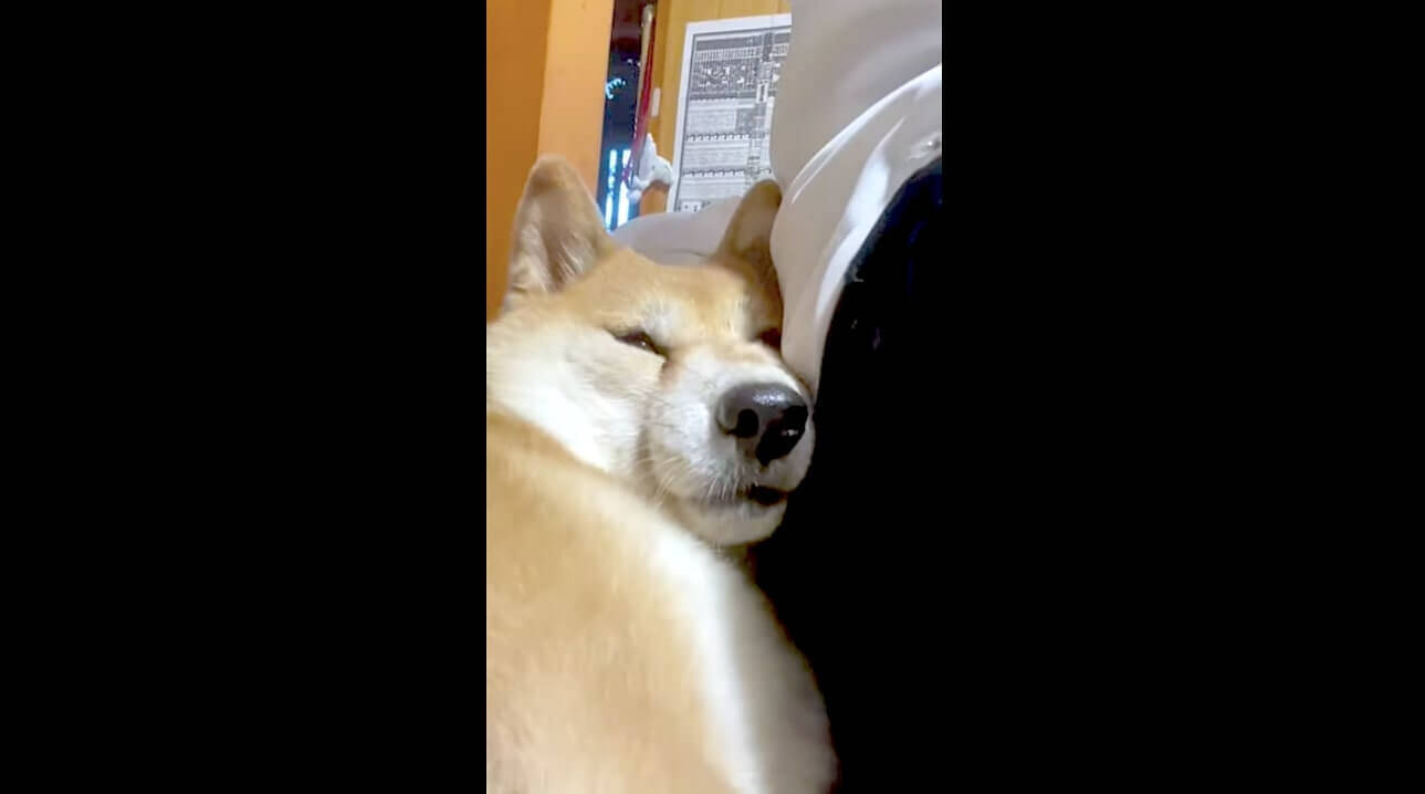 飼い主さんとの久々の再会が嬉しすぎて お顔がつぶれるほどべったり甘えて離れなくなった柴犬さん 動画 21年2月10日 エキサイトニュース 2 2