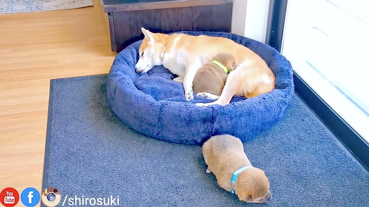 起きて 可愛いが桁外れ コロコロ柴犬パピーが相棒に絡んだりママに甘えたり ただの日常が超尊い 動画 21年2月12日 エキサイトニュース 3 3