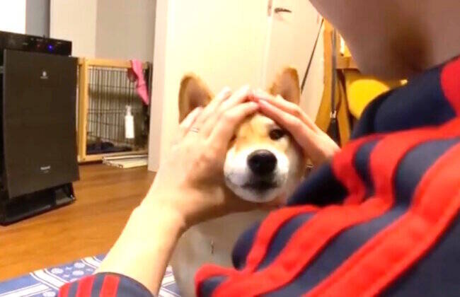 わかりません 輪っかに鼻を入れてほしい飼い主と 何の事やらさっぱりな柴犬とのやりとりがジワった 動画 21年2月15日 エキサイトニュース