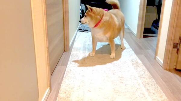 ｸﾝｸﾝ 隠れて煎餅を食べた飼い主に速攻気づいた柴犬 チェックが厳重過ぎてコソコソ不可能な模様 動画 21年4月6日 エキサイトニュース