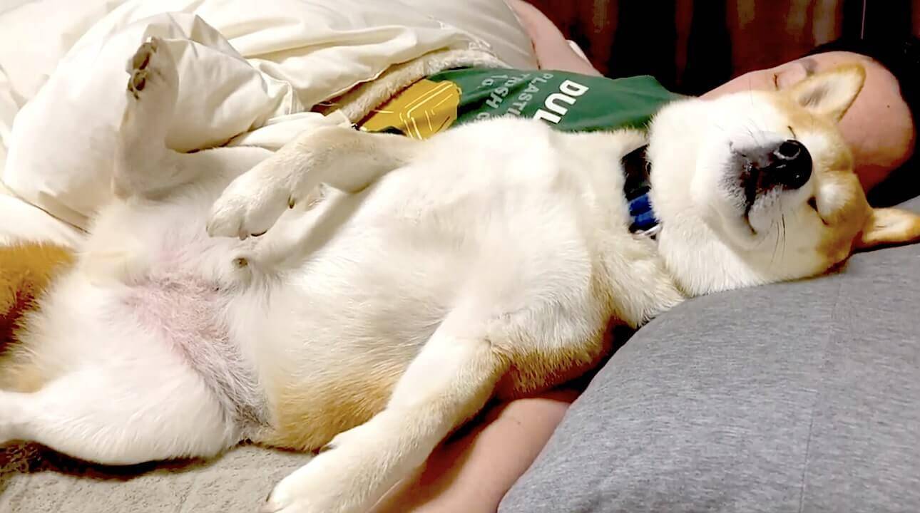 幸せそうに添い寝でぐっすり 気を抜きすぎて うっかり犬を忘れてしまった柴犬さんがいました 動画 21年2月日 エキサイトニュース 幸せそうに添い寝でぐっすり 気を抜きすぎて うっかり犬を忘れてしまった柴犬さんがいました 動画 21年2月日 エキサイトニュース