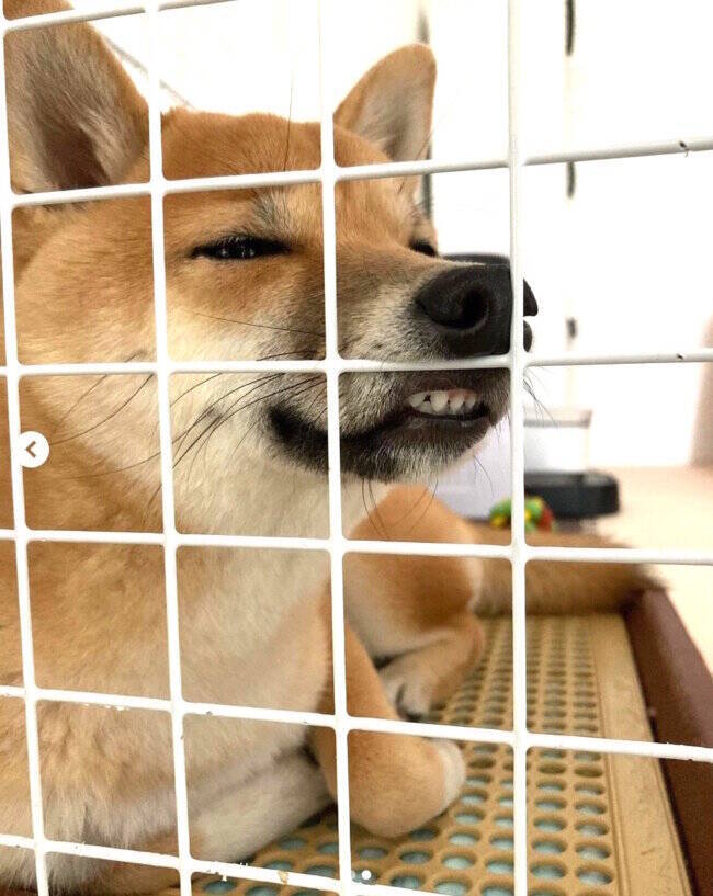 愛する我が家のかわい子ちゃんどこ行った…？恐ろし過ぎる顔面になり、可愛いが消失した恐怖の柴犬が中々だった。