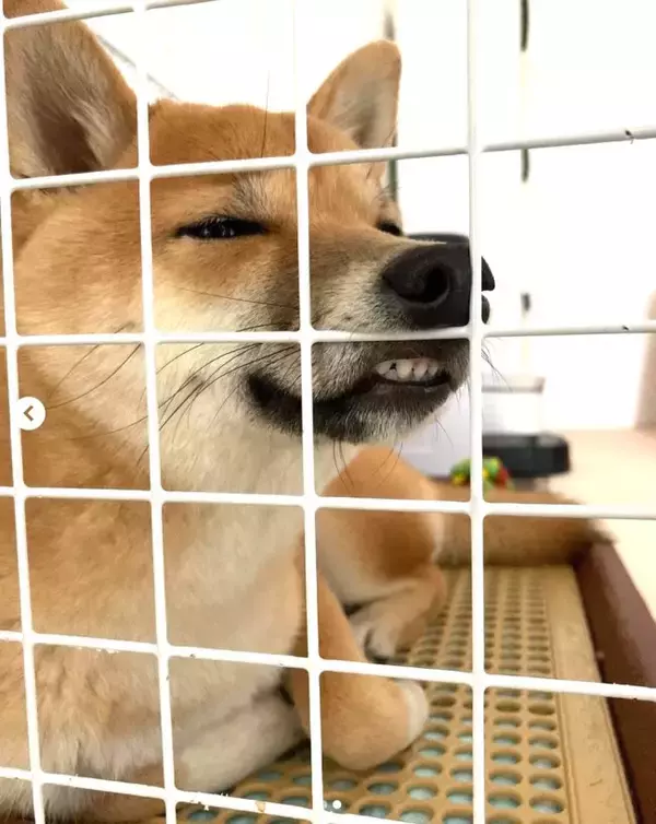 「愛する我が家のかわい子ちゃんどこ行った…？恐ろし過ぎる顔面になり、可愛いが消失した恐怖の柴犬が中々だった。」の画像