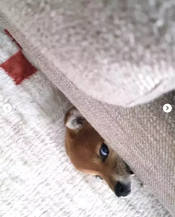 愛する我が家のかわい子ちゃんどこ行った…？恐ろし過ぎる顔面になり、可愛いが消失した恐怖の柴犬が中々だった。