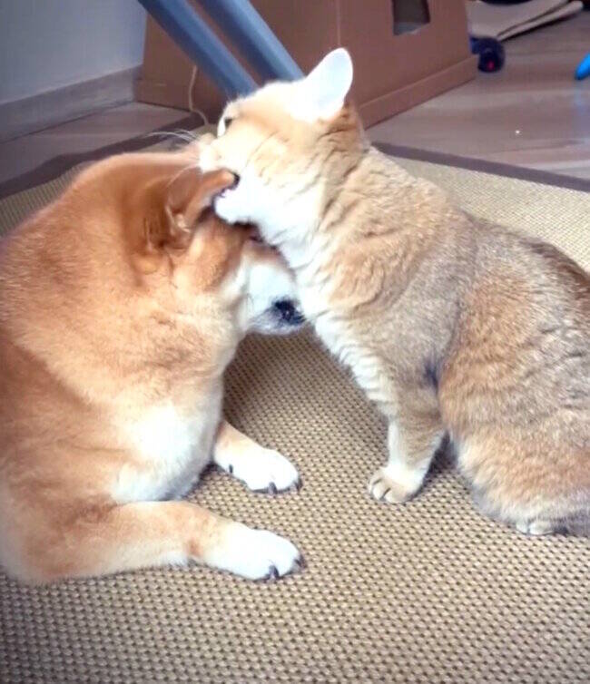 カプ 好きすぎて食べちゃった 仲良しがすぎる柴犬と猫 もふもふコンビの日々が 常に 超眼福でした 動画 21年3月5日 エキサイトニュース