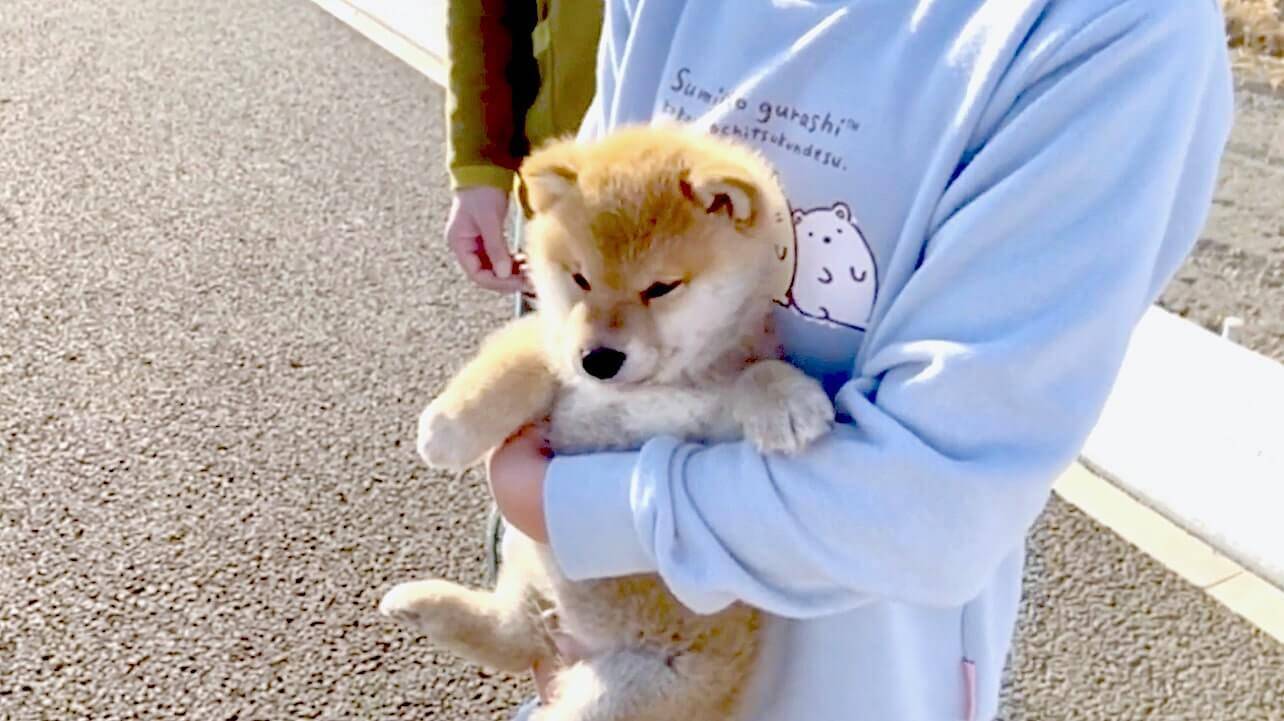 生まれて初めて車を見た柴犬赤ちゃん 初々しくキョロリ ってお姿が可愛すぎて全然内容に集中できない 動画 21年2月26日 エキサイトニュース