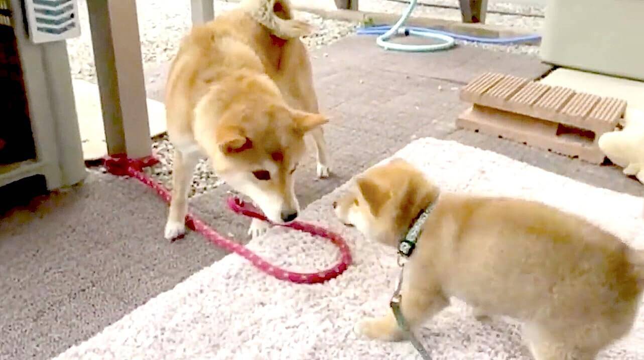 生まれて初めて車を見た柴犬赤ちゃん 初々しくキョロリ ってお姿が可愛すぎて全然内容に集中できない 動画 21年2月26日 エキサイトニュース 2 2