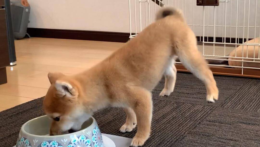 ﾌﾜｯ ゴハンに前のめりすぎて 自然と後ろ足が浮いてしまった柴犬の赤ちゃん アクシデントに激萌え 動画 21年3月18日 エキサイトニュース