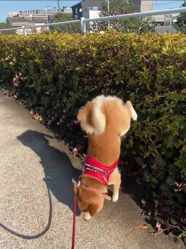 柴犬の 逆立ちおトイレ 見たことある 散歩で会ったら素通り不可避 アクロバティックで感嘆するレベル 動画 21年3月2日 エキサイトニュース