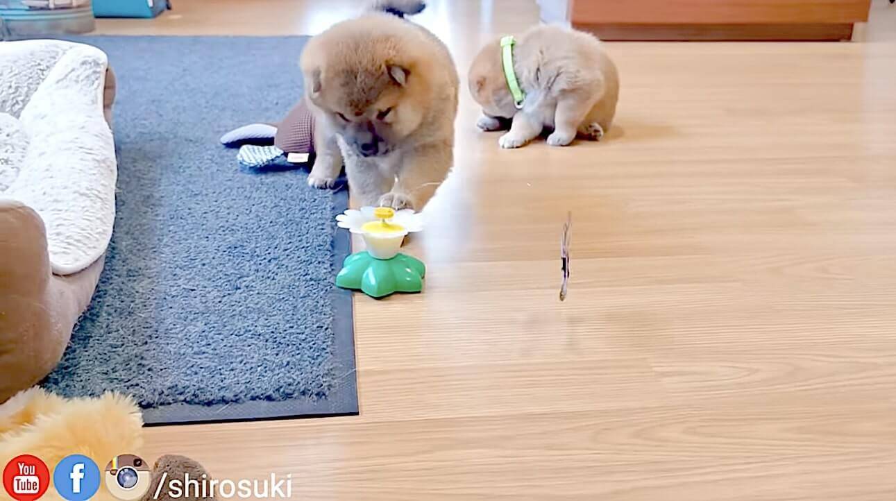 ｴｲ 柴犬赤ちゃんのコロコロ相撲 いろんな意味で尊いが過ぎて 語彙力崩壊まっしぐら 天使動画 21年3月6日 エキサイトニュース
