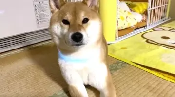 ﾎﾞｽﾎﾞｽｯ 椅子を使って 超真顔で高速スパーリングに励む柴犬がいた マッチョに鍛えて我が家を守るんだ って 動画 年8月日 エキサイトニュース