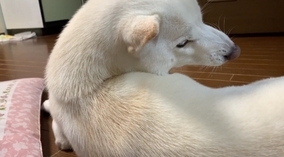 （ウ〜ン）寝ている柴犬が可愛くてちょっかい出したら、胸アツ仕草で可愛いの上書きしてきた…もうなにごと…！【動画】