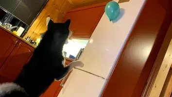 不思議な音の正体を探ろうと左右に首をかしげる柴犬 この仕草が可愛すぎて 胸がときめいて苦しい 動画 年11月6日 エキサイトニュース