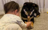 「「よちよち。」赤ちゃんにイイコされる柴犬。ちょっと強くても、怒らず手を舐め返す優しさにキュン…【動画】」の画像1