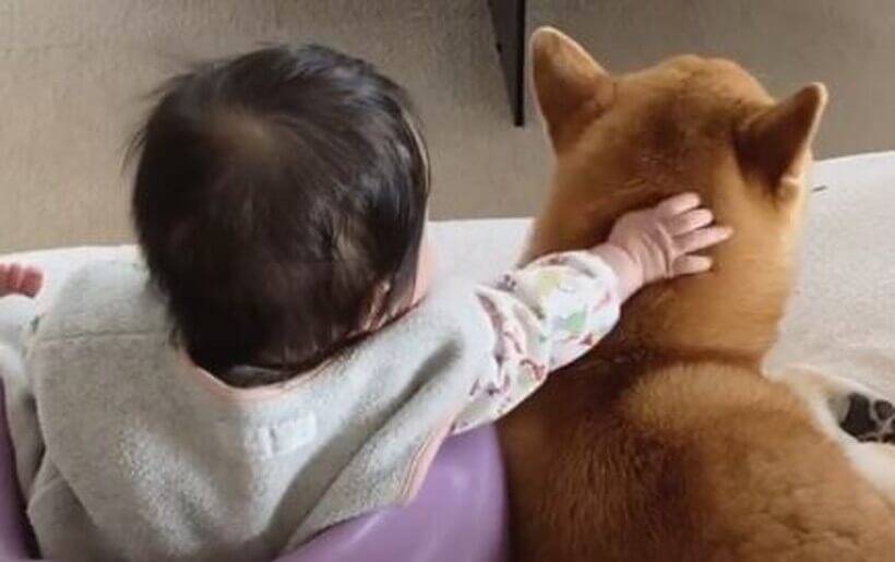 「よちよち。」赤ちゃんにイイコされる柴犬。ちょっと強くても、怒らず手を舐め返す優しさにキュン…【動画】