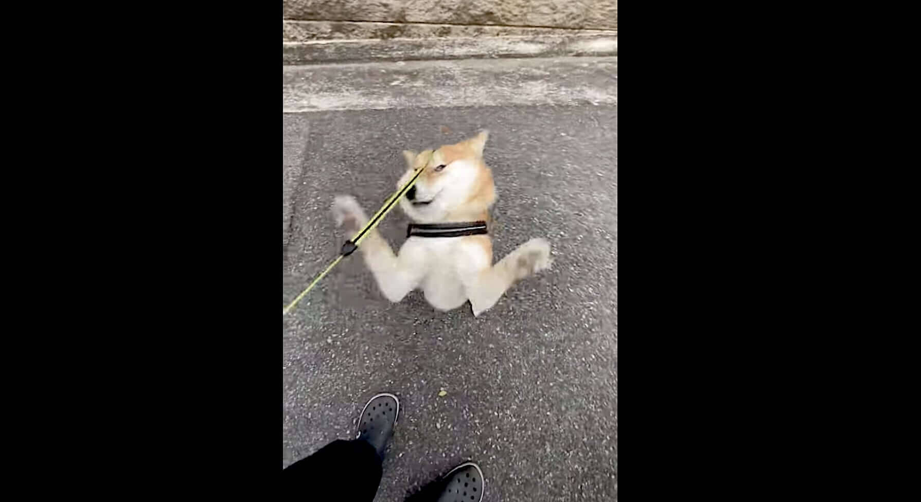 ヤダァ 散歩終了を全力拒否する柴犬さんがマジで全力すぎて 動きも表情も一周して笑った 動画 21年3月15日 エキサイトニュース