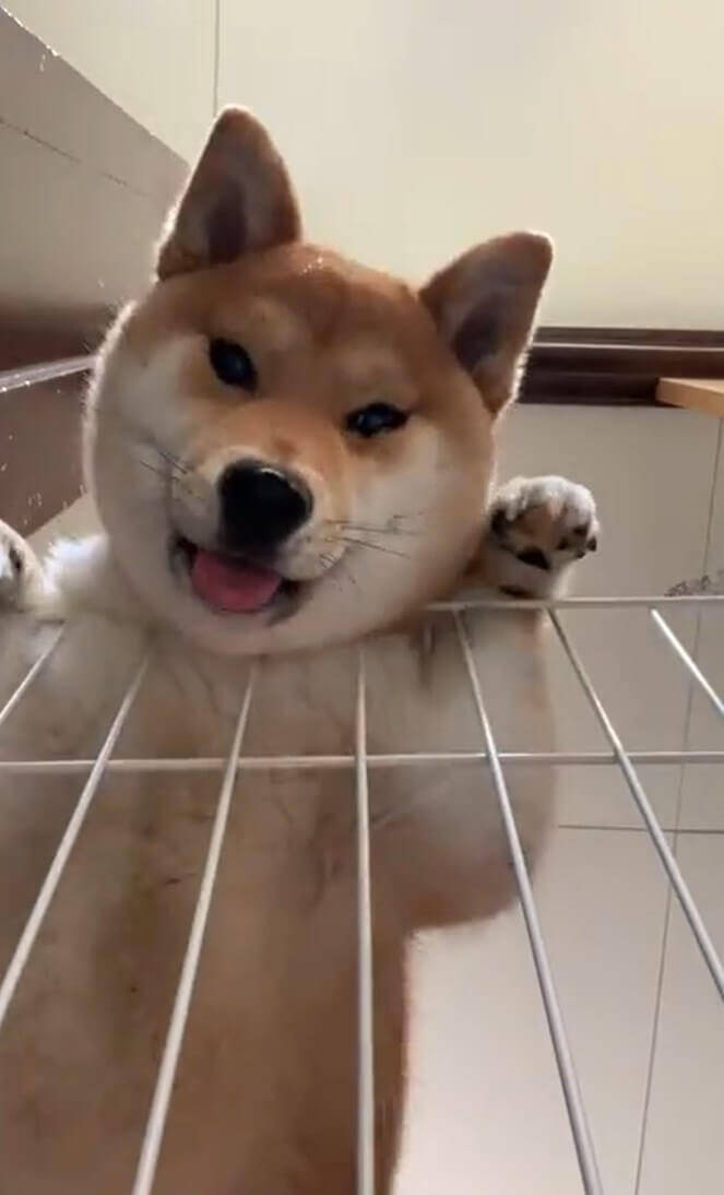 胸毛に顔を埋めたい 動画で頼む 世間をザワつかせた罪深い柴犬さんが 知らなきゃ損レベルの愛嬌だった 動画 21年3月18日 エキサイトニュース
