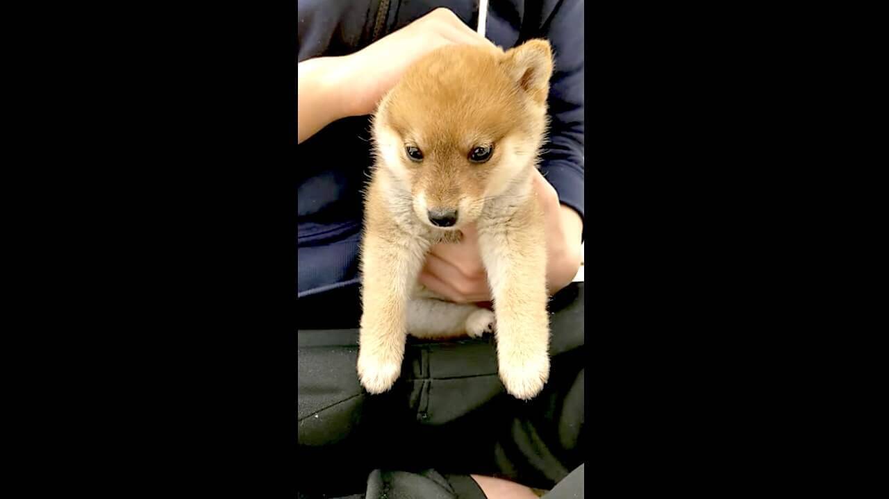 柴犬赤ちゃんの名前を呼んだら 首を傾げて遅れてトコトコ まるで自分に迫ってくるようで 可愛すぎて泣いた 動画 21年3月21日 エキサイトニュース 2 2
