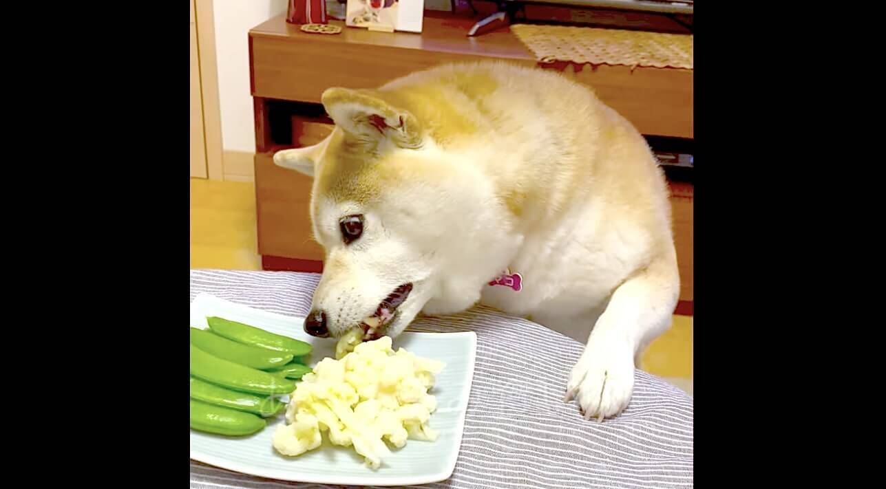 大好物のカリフラワー 盗み食いのタイミングで家族が通ると素知らぬ顔でやり過ごす憎めない柴犬さん 動画 21年3月22日 エキサイトニュース 2 2