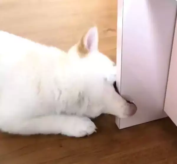 「高級食器棚をガジガジする柴犬パピーが罪深い。しかし可愛すぎて叱れない、イコール飼い主さん涙目事案…【動画あり】」の画像