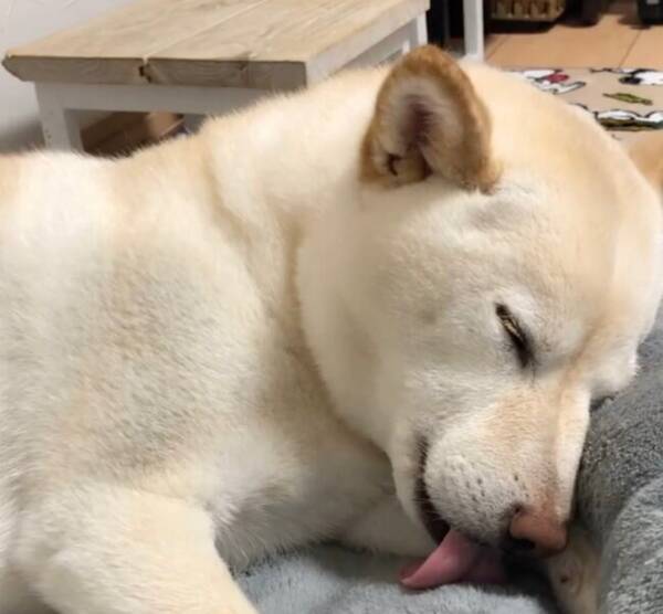 なんで 眠くてむにゃ じゃなくてべろー べろー 舌を出しては収納しながら眠る柴犬さんが謎キュート 動画 21年3月26日 エキサイトニュース